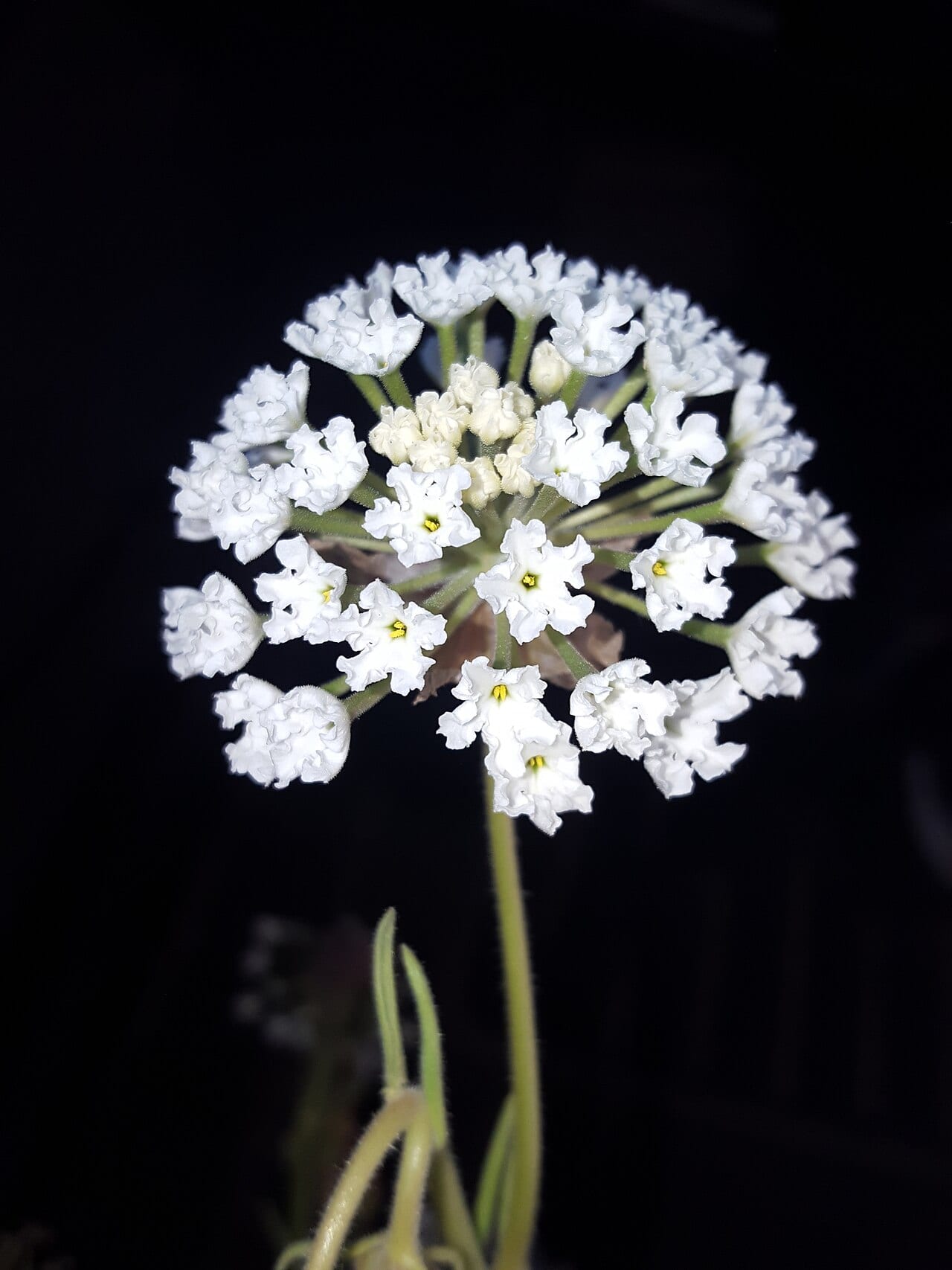 Fragrant sand-verbena (Abronia fragrans)