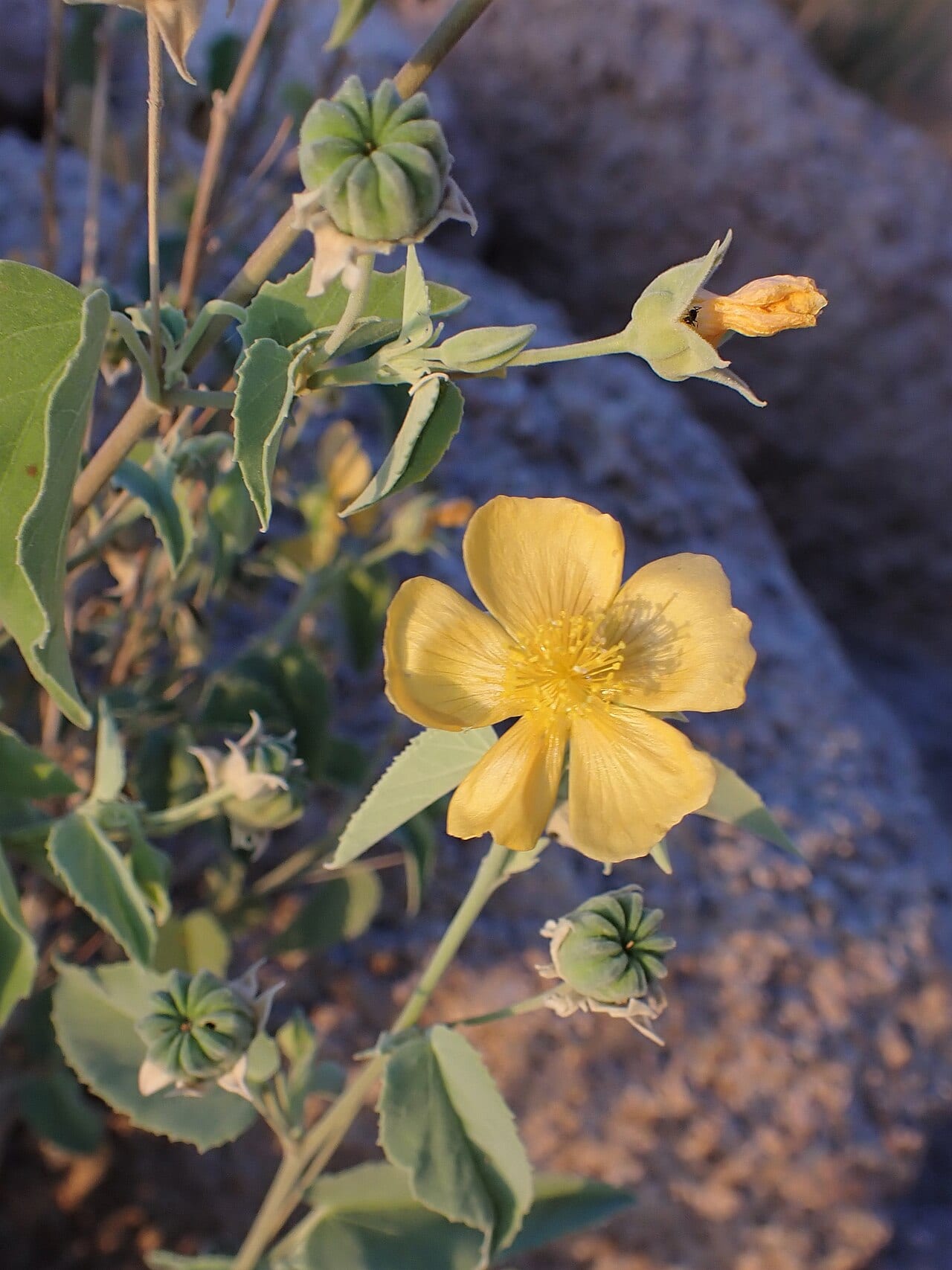 Texas indian mallow (Abutilon fruticosum)