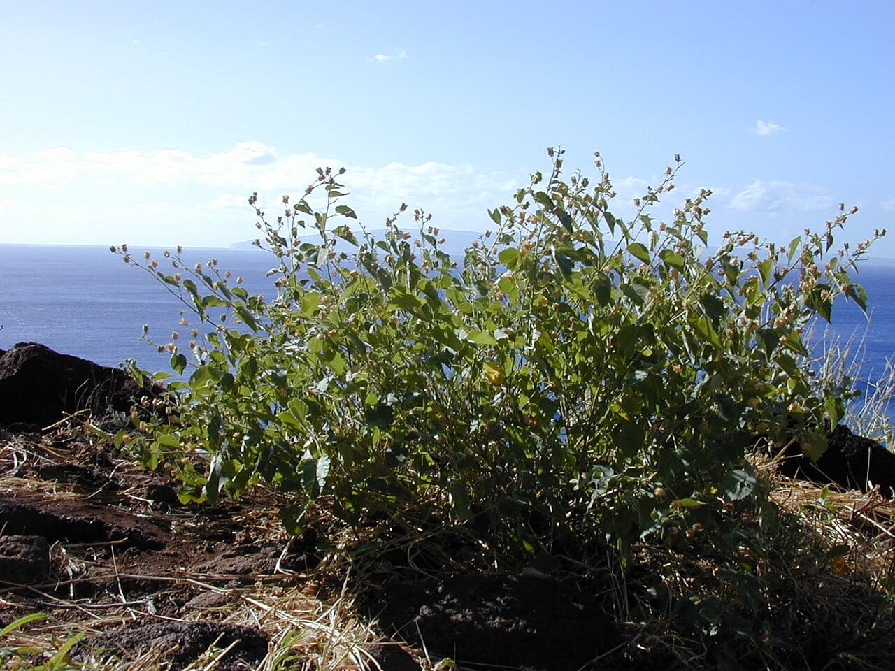 Pelotazo (Abutilon incanum)