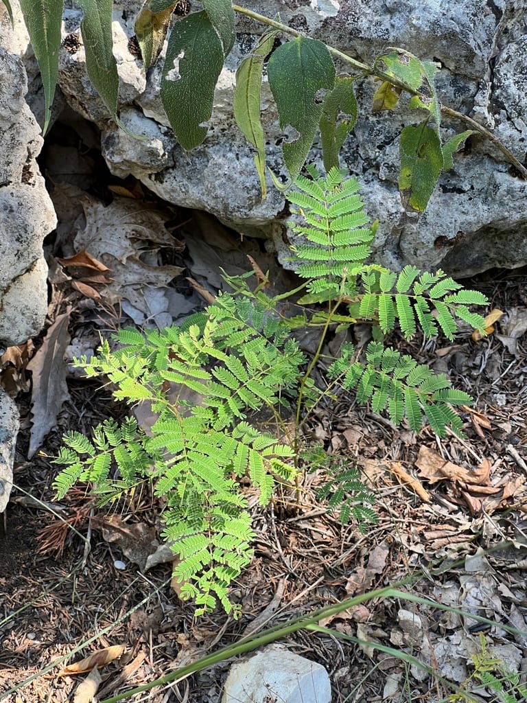 Prairie acacia (Acaciella angustissima var. hirta)