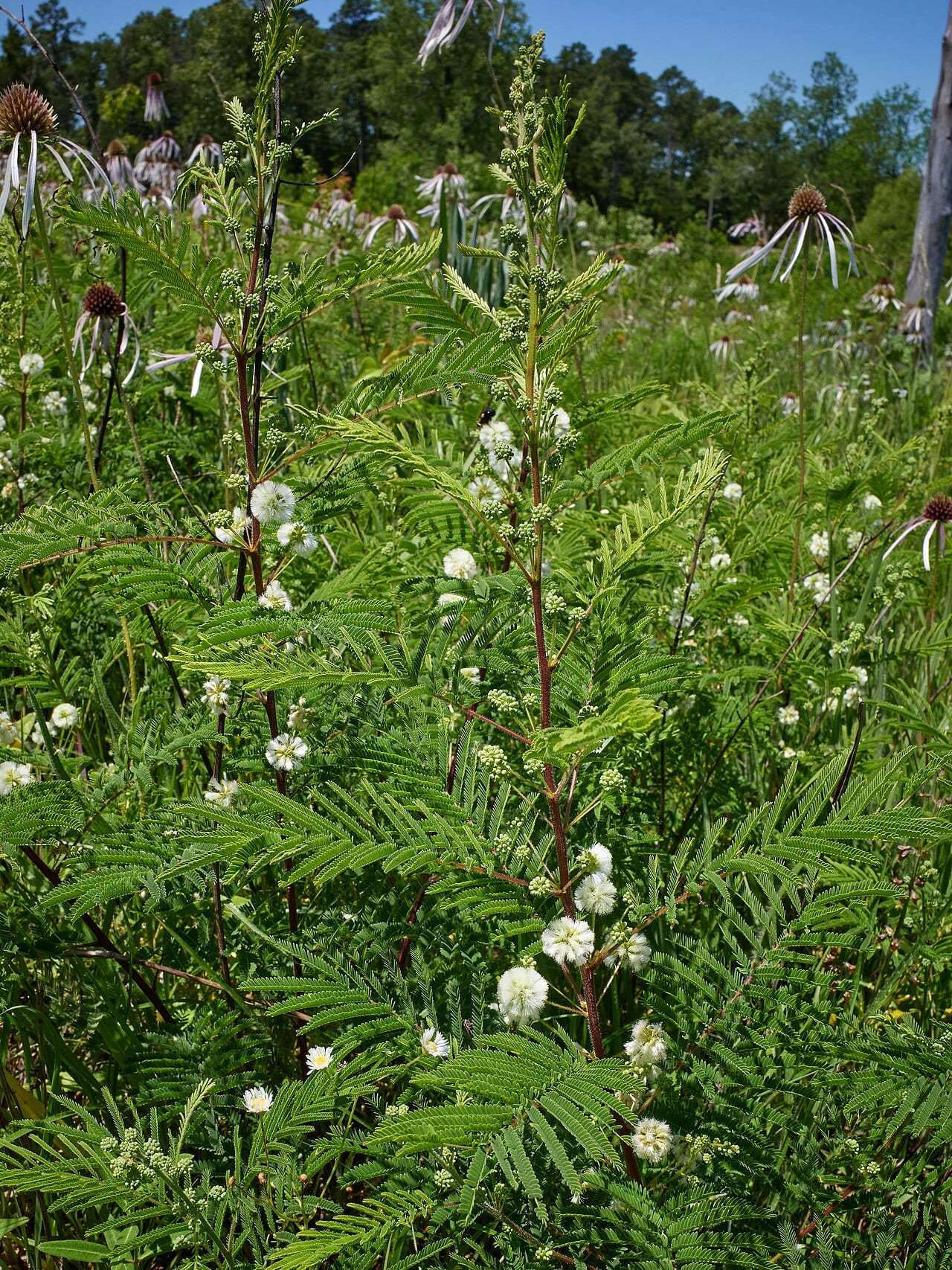 Prairie acacia (Acaciella angustissima)
