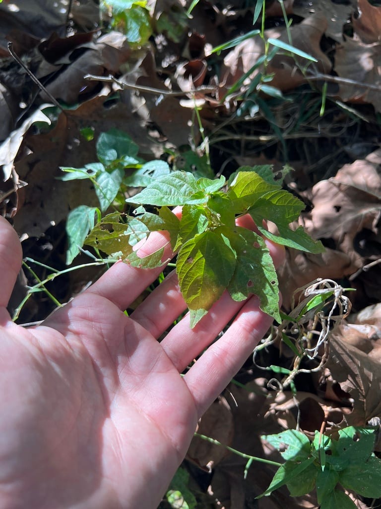 Deam's threeseed mercury (Acalypha deamii)