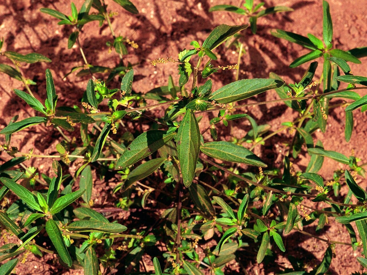 Slender threeseed mercury (Acalypha gracilens)
