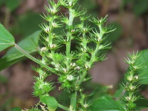 Hornbeam copperleaf (Acalypha persimilis)