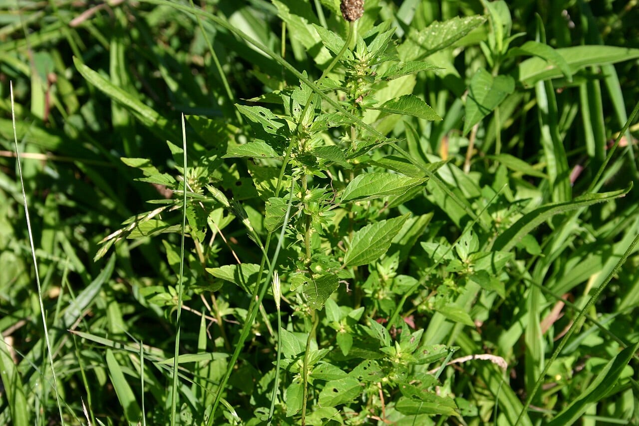 Common threeseed mercury (Acalypha rhomboidea)