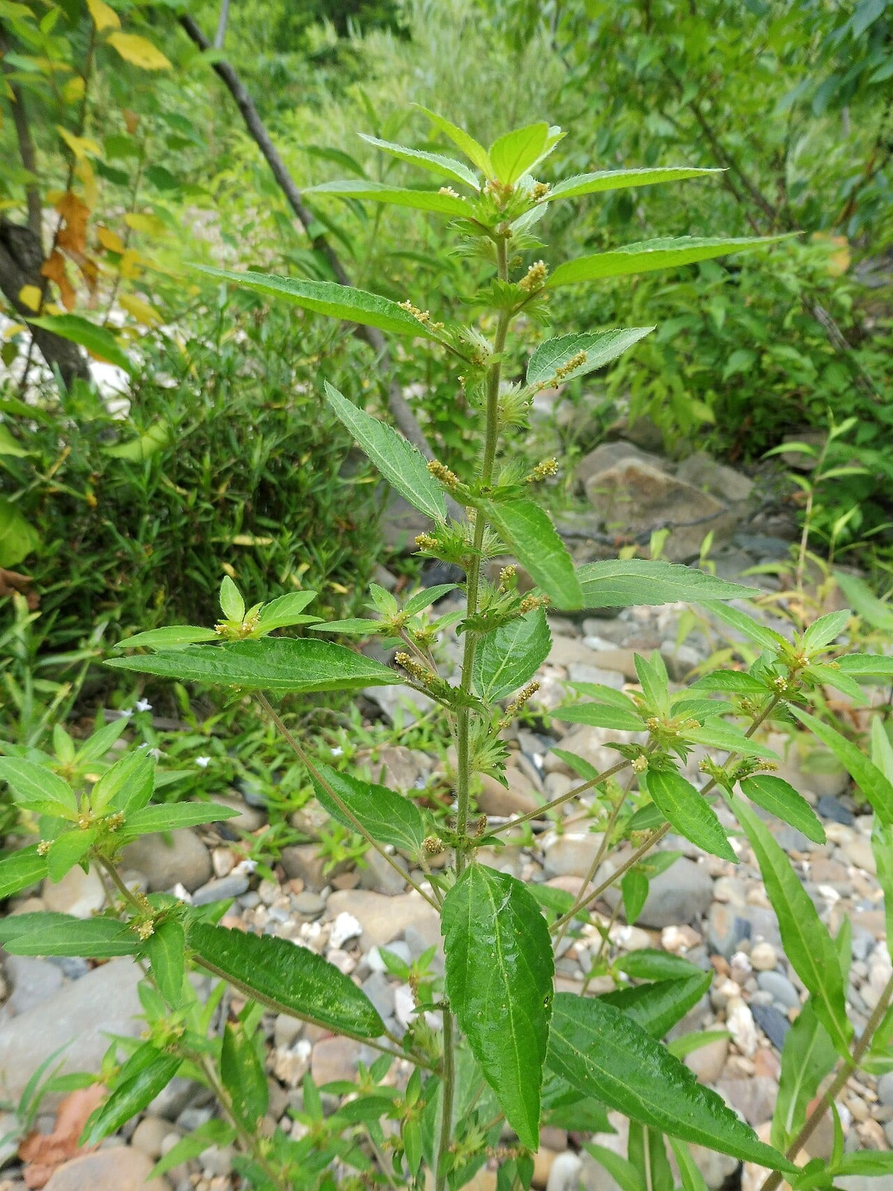 Virginia threeseed mercury (Acalypha virginica)