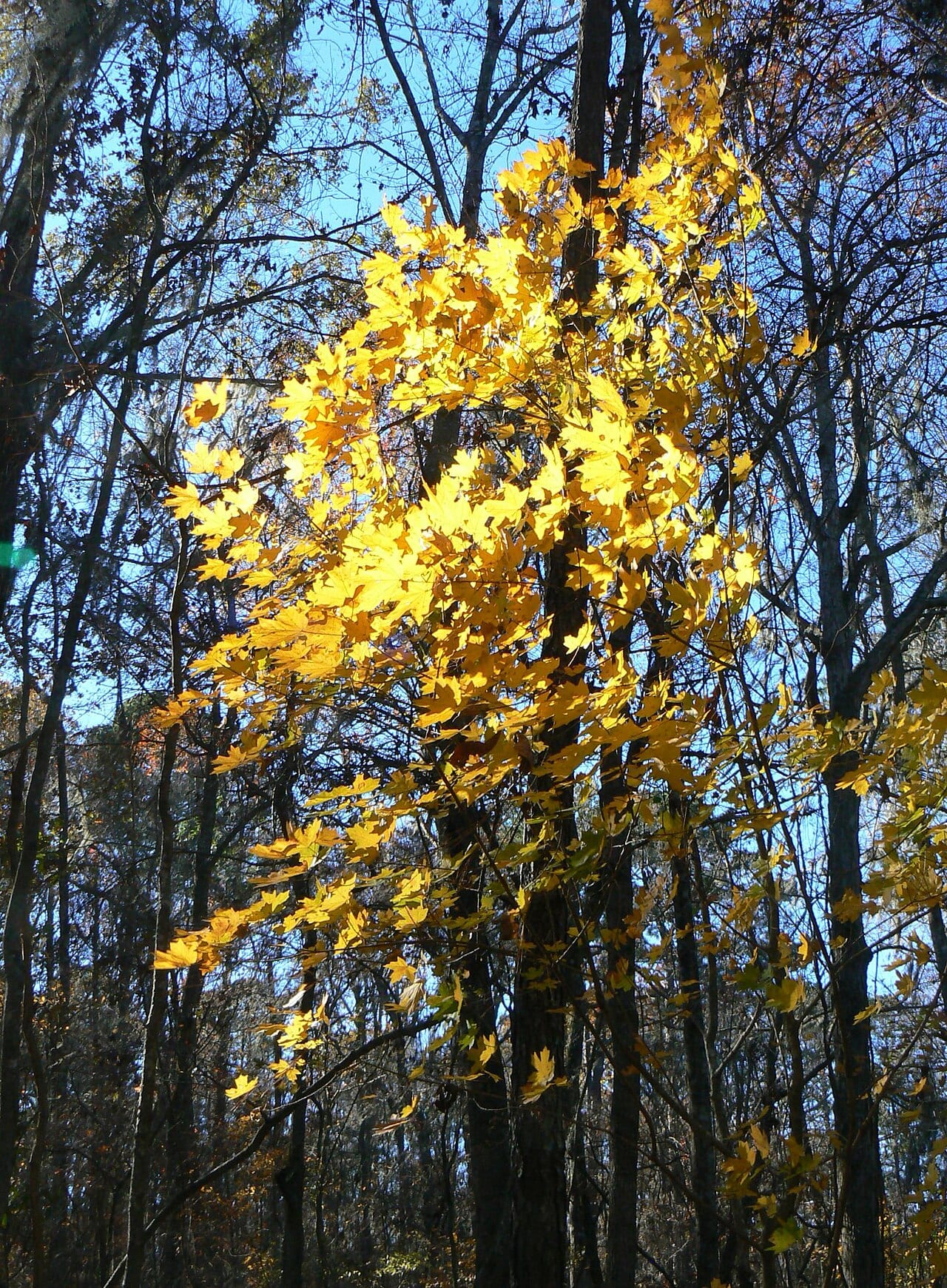 Southern sugar maple (Acer floridanum)