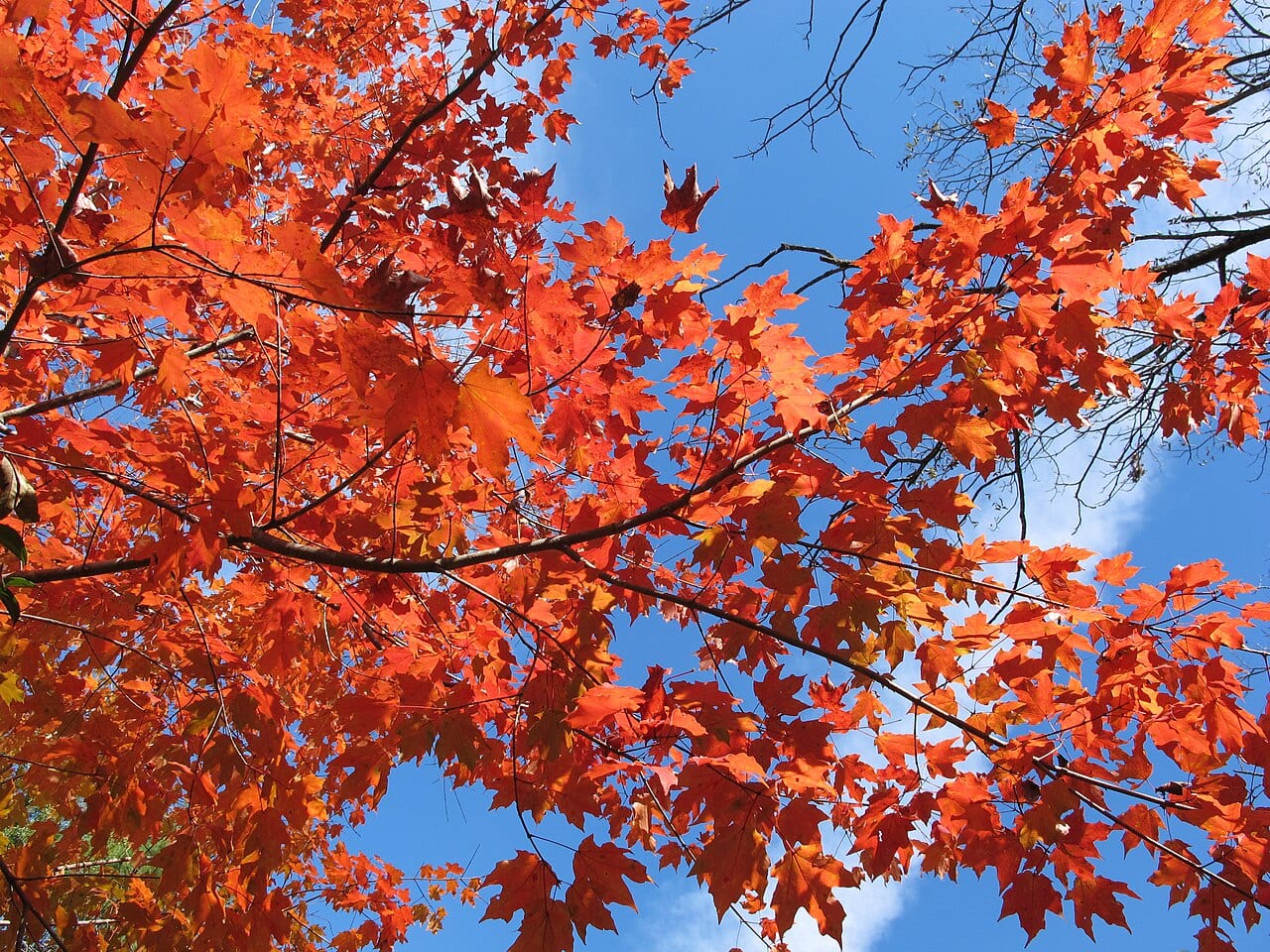 Chalk maple (Acer leucoderme)