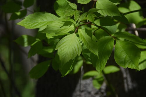 Boxelder (Acer negundo var. interius)