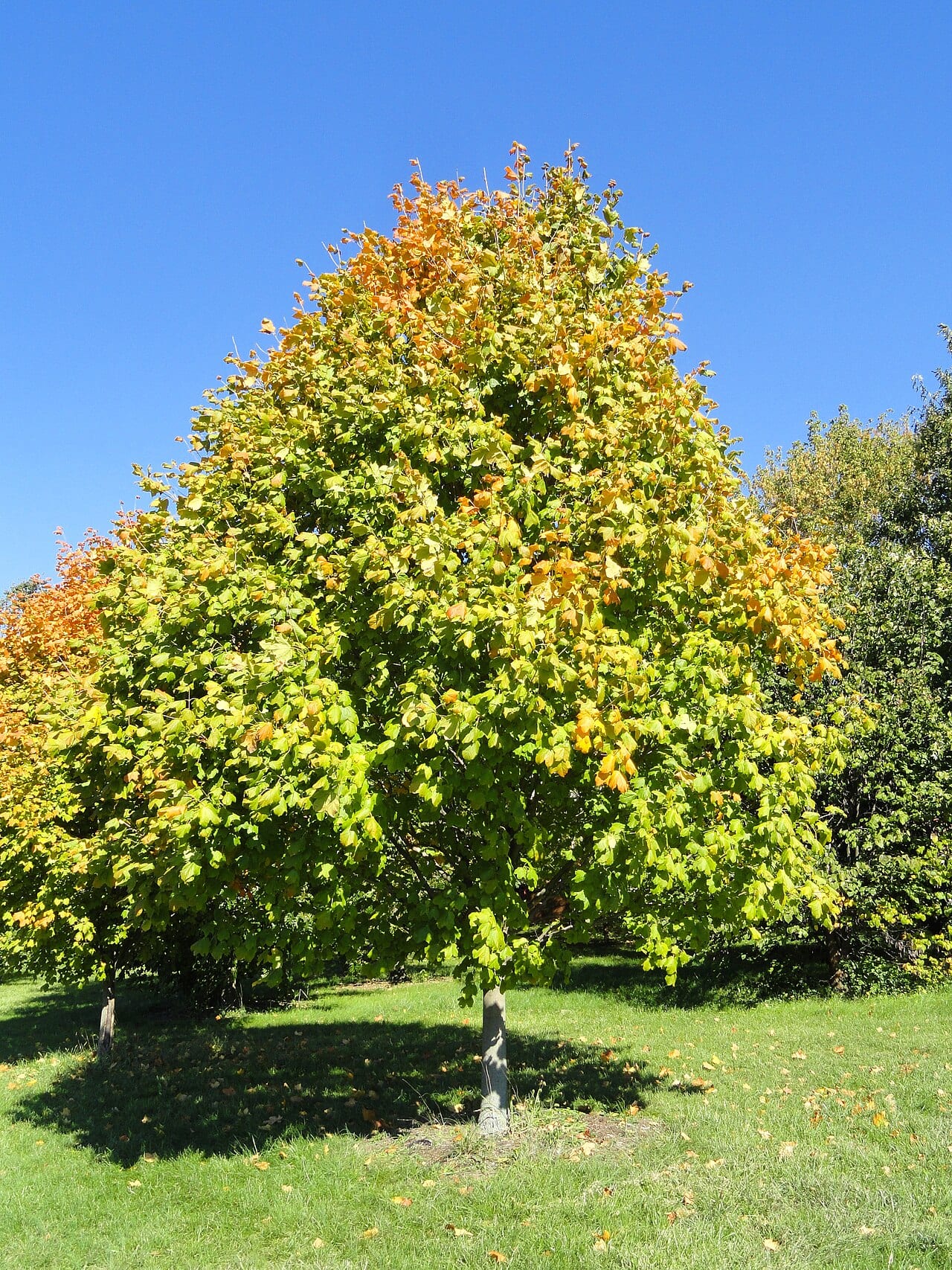 Black maple (Acer nigrum)