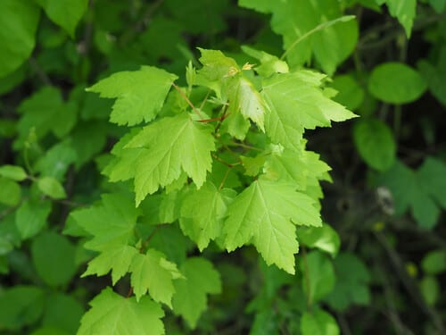 Trident maple (Acer rubrum var. trilobum)