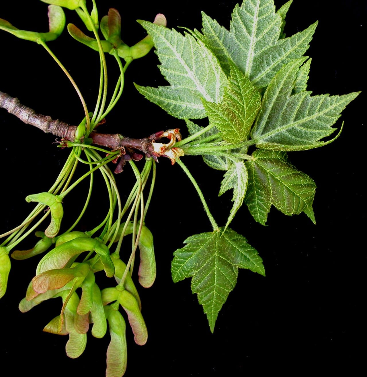 Red maple (Acer rubrum)