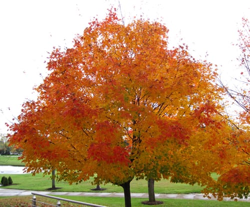 Sugar maple (Acer saccharum var. saccharum)