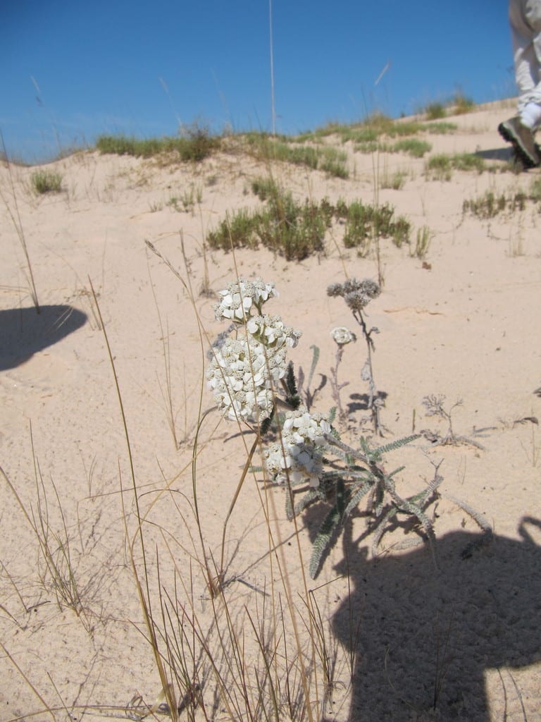 Western yarrow (Achillea millefolium var. occidentalis)