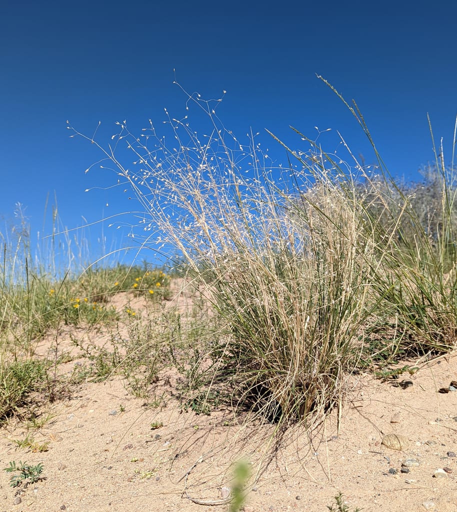 Indian ricegrass (Achnatherum hymenoides)