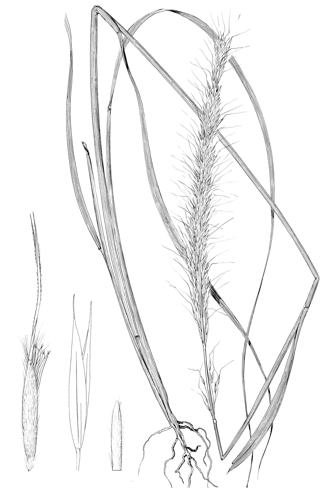 Sleepygrass (Achnatherum robustum)