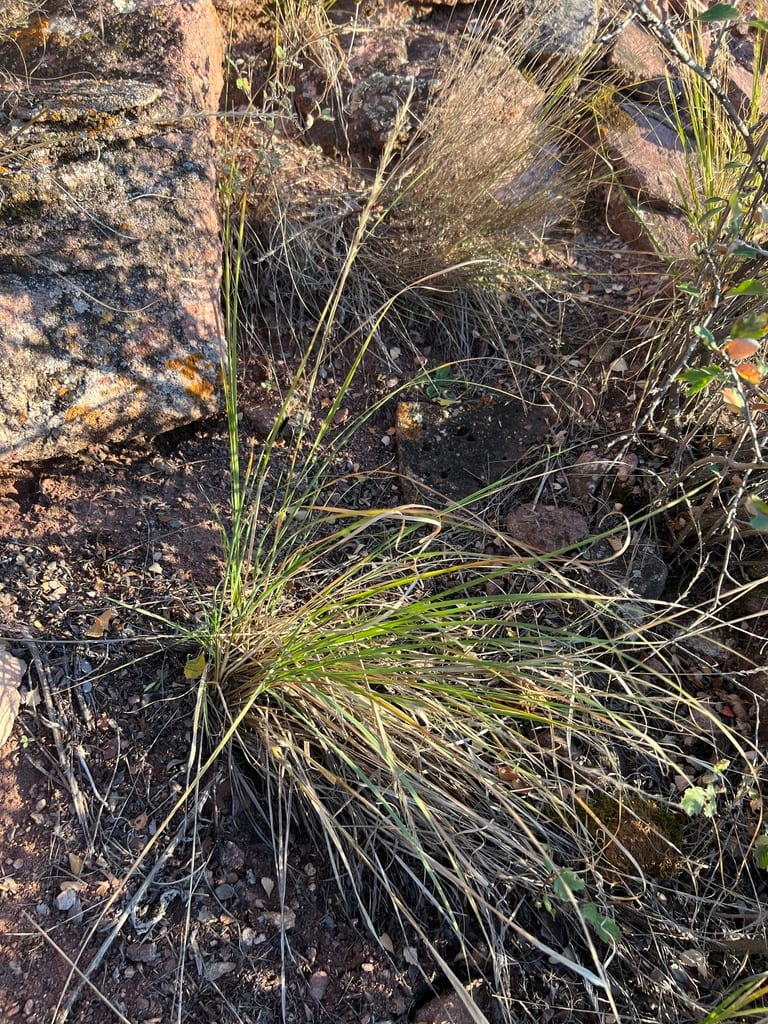 Scribner needle grass (Achnatherum scribneri)
