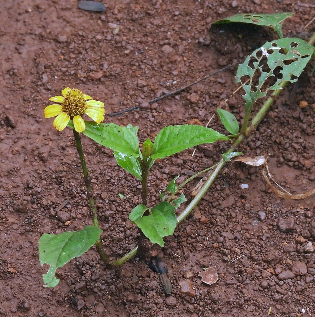 Oppositeleaf spotflower (Acmella oppositifolia var. repens)