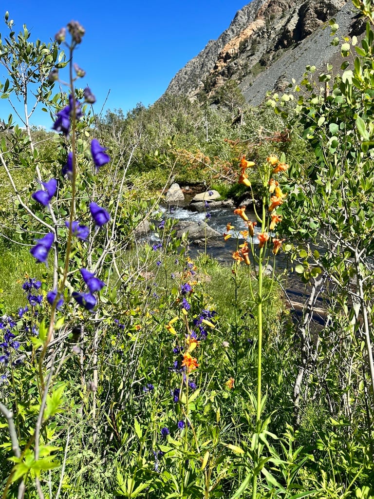 Columbian monkshood (Aconitum columbianum ssp. columbianum)