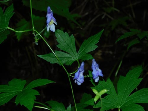 Blue monkshood (Aconitum uncinatum ssp. uncinatum)