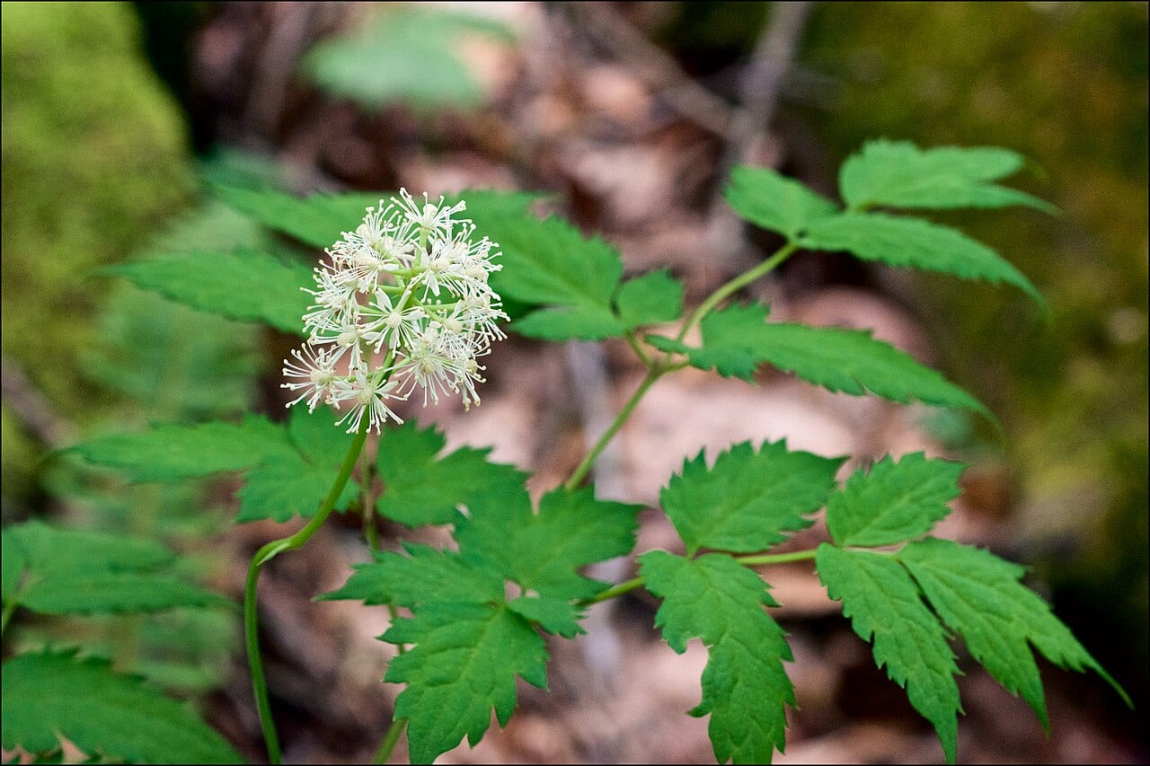 White baneberry (Actaea pachypoda)