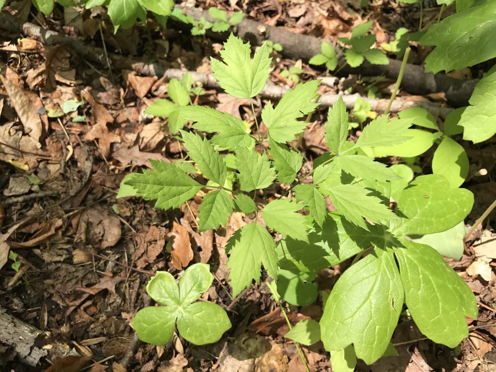 Black cohosh (Actaea racemosa var. racemosa)