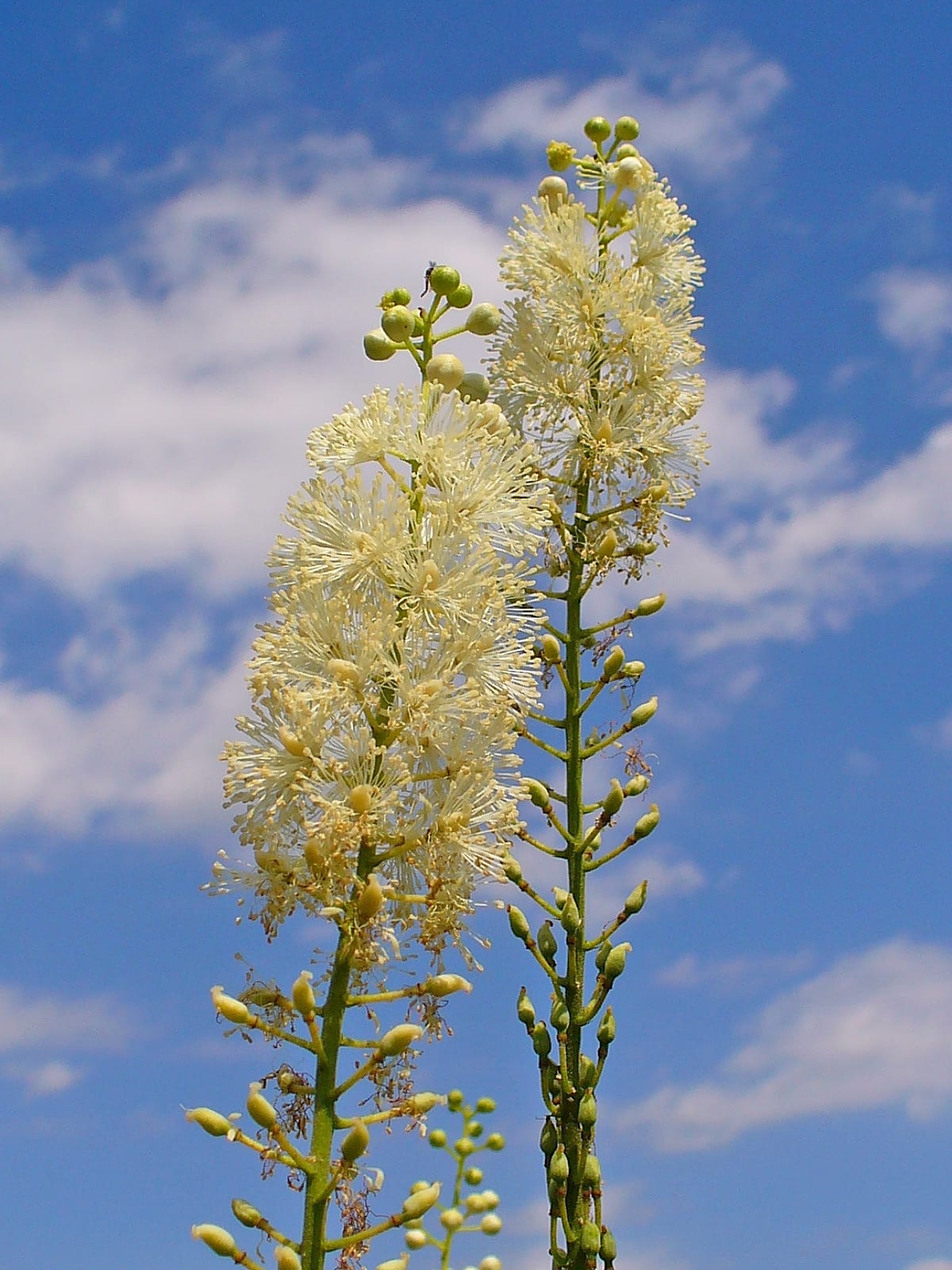 Black baneberry (Actaea racemosa)