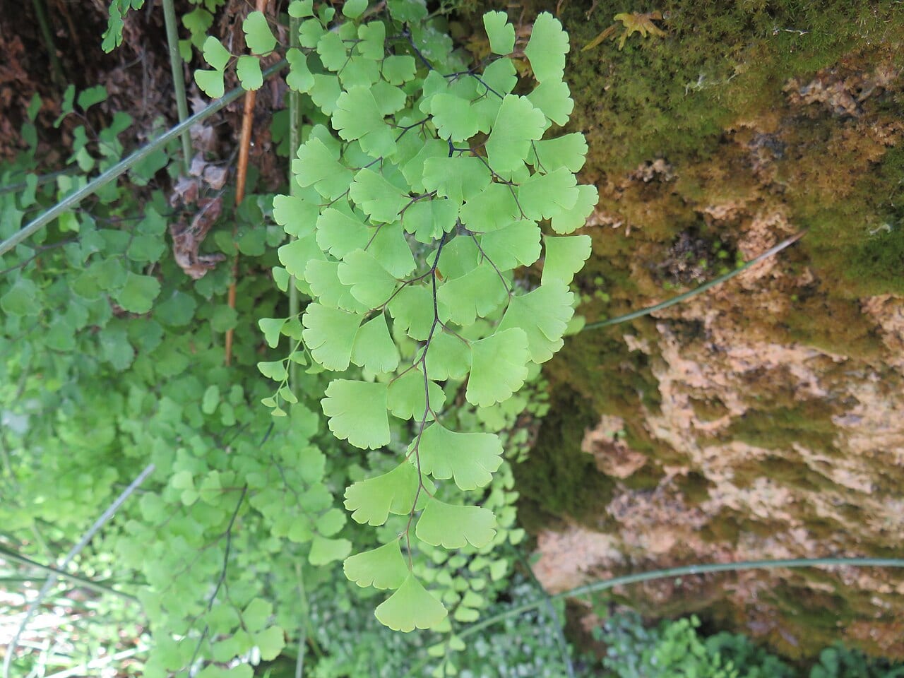 Southern maidenhair fern (Adiantum capillus)