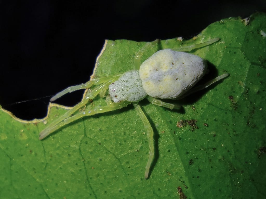 Buckeye (AEBU)