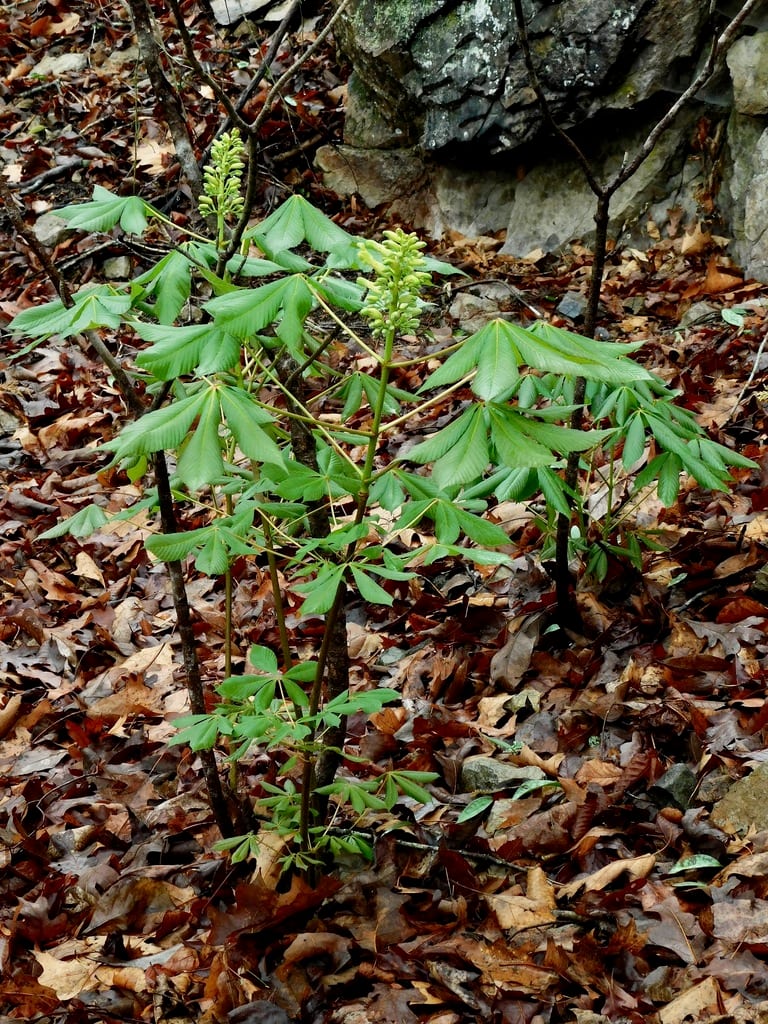 Maryland chestnut (Aesculus × marylandica)