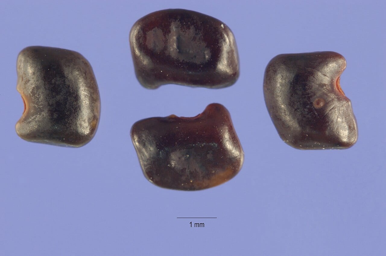 Zigzag jointvetch (Aeschynomene rudis)