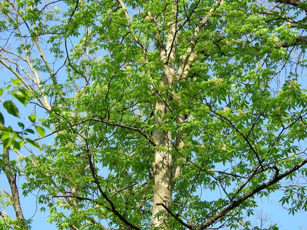 Fetid buckeye (Aesculus glabra var. glabra)