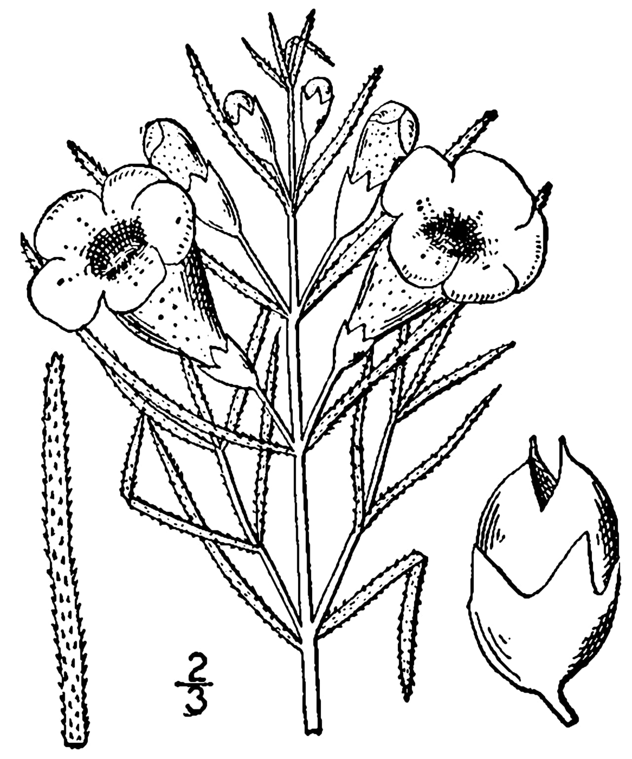 Rough false foxglove (Agalinis aspera)