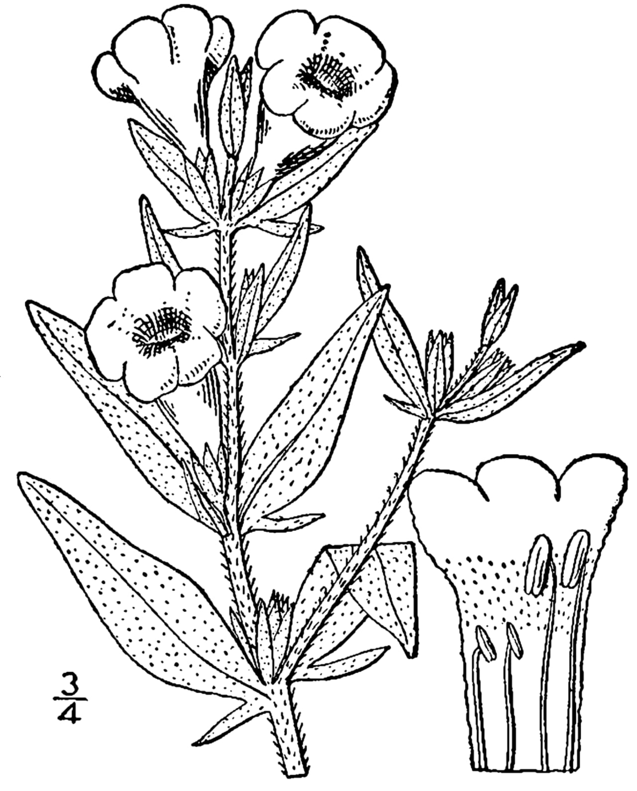 Earleaf false foxglove (Agalinis auriculata)