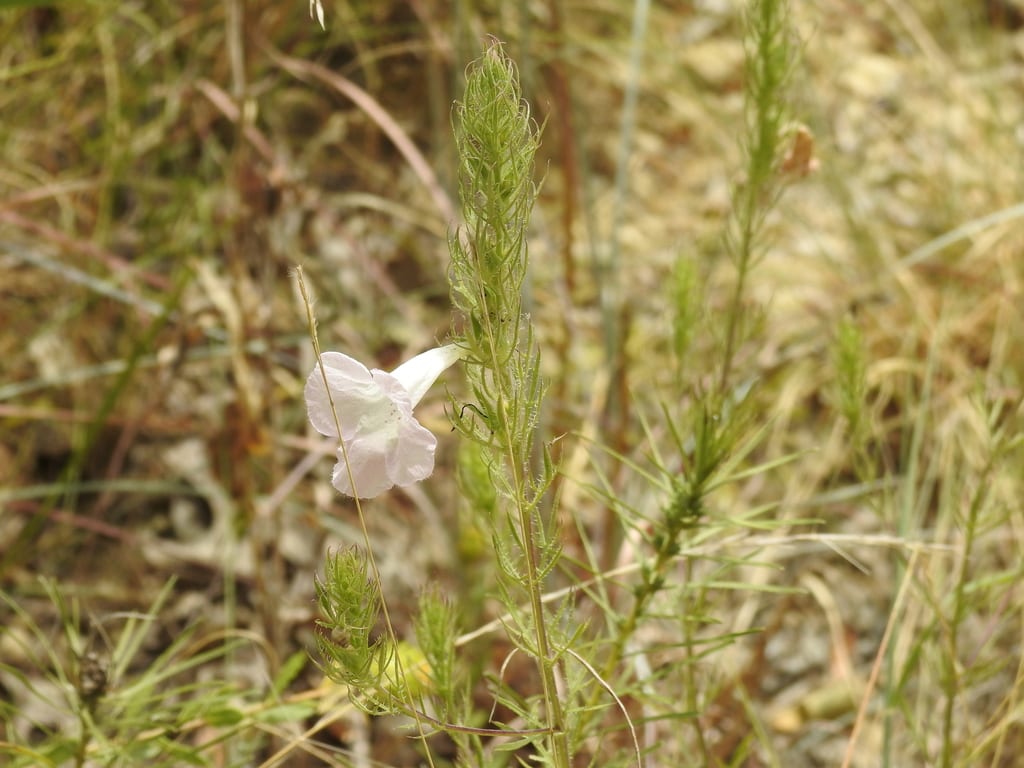 Fine-leaf hairy-foxglove (Agalinis densiflora)