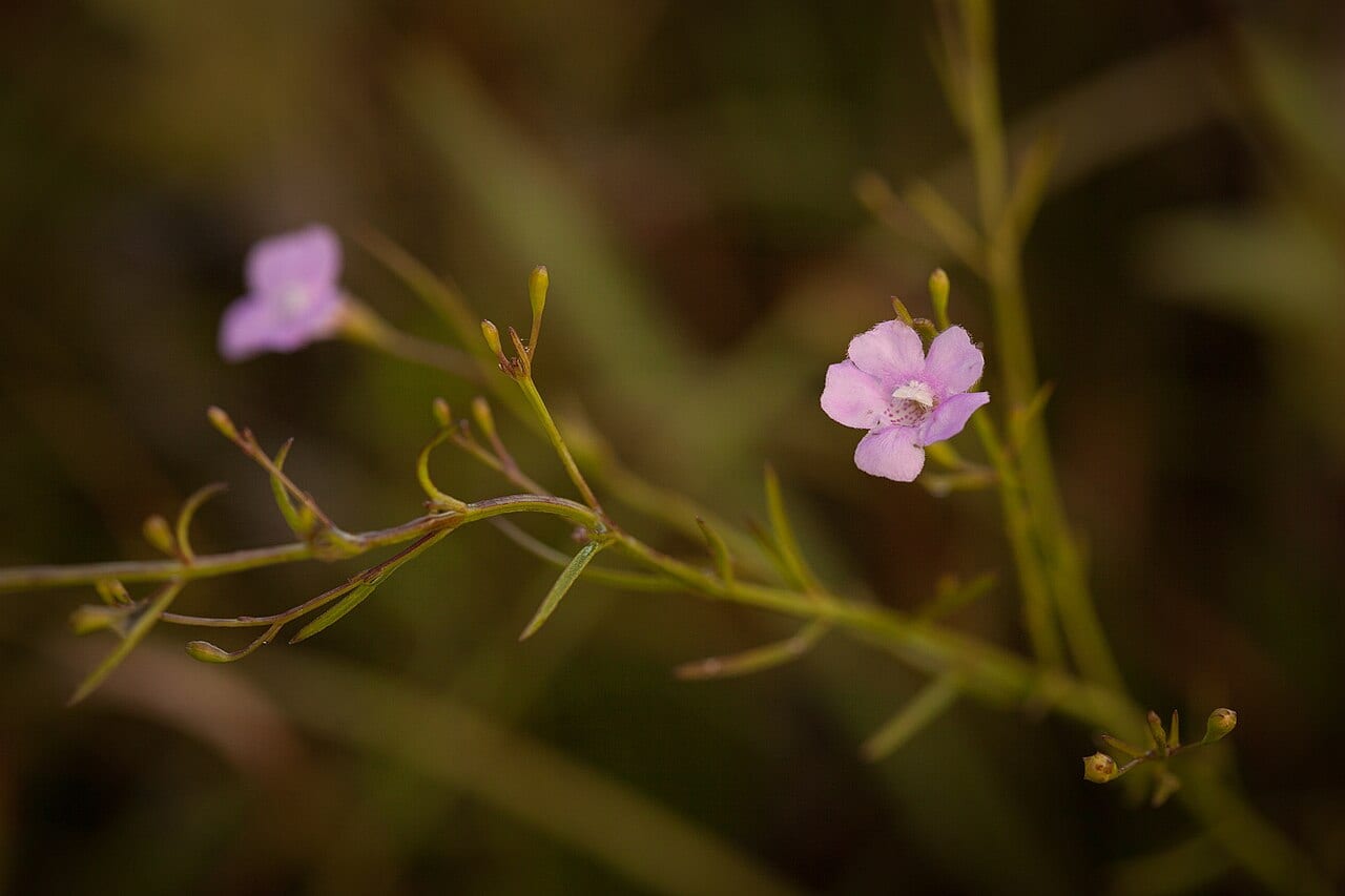 Roundstem false foxglove (Agalinis gattingeri)