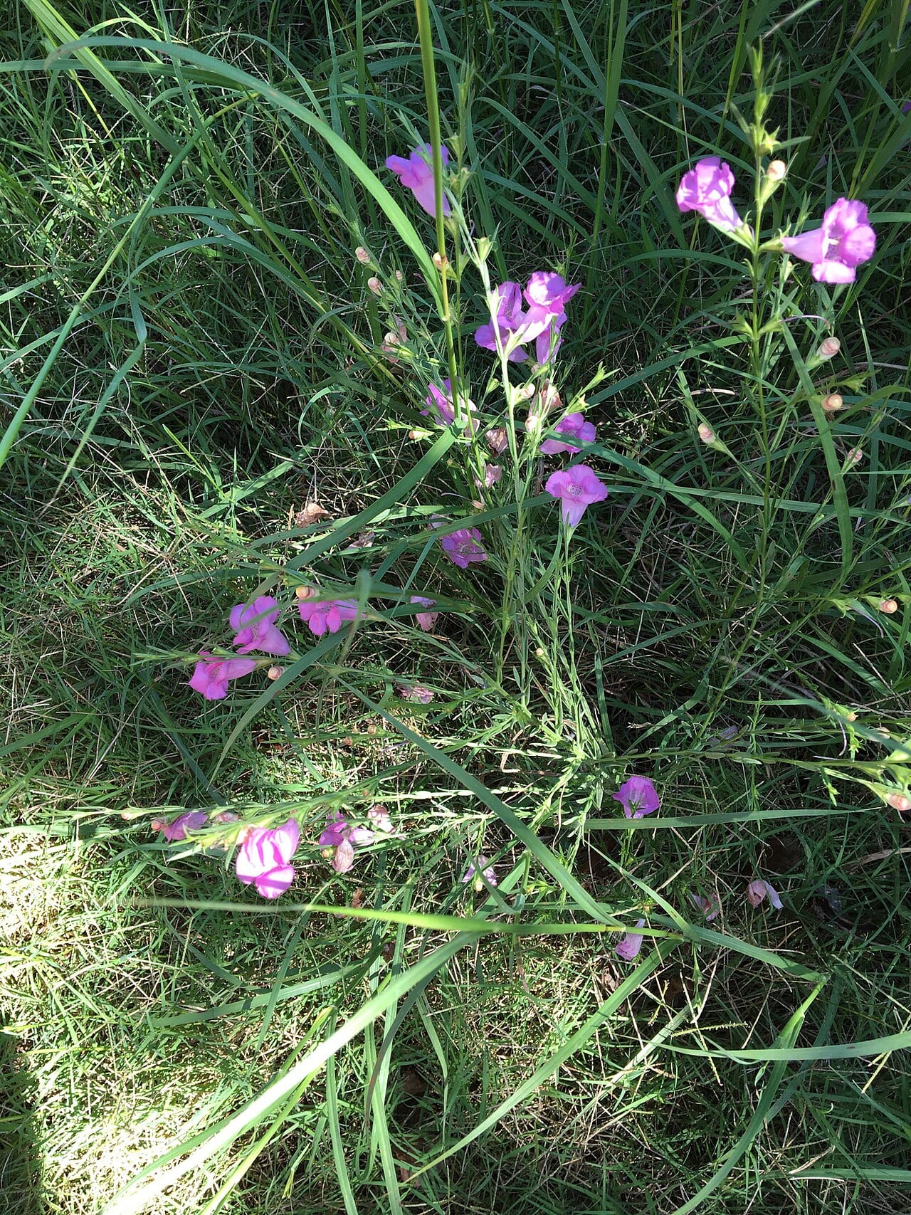 Prairie agalinis (Agalinis heterophylla)
