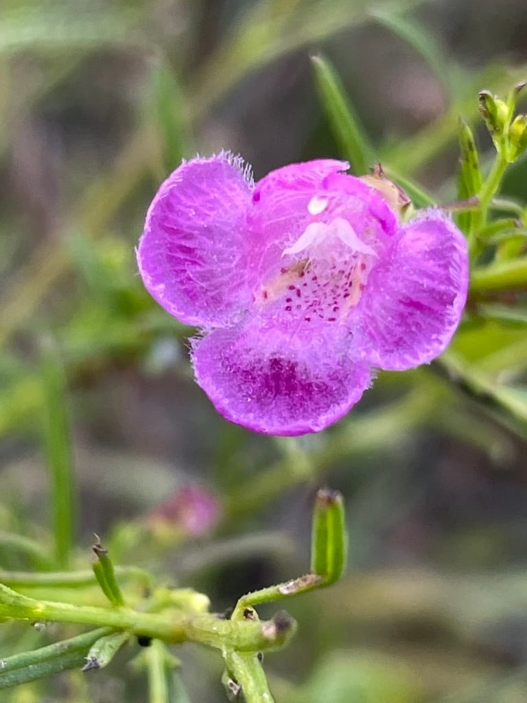 San antonio false foxglove (Agalinis homalantha)