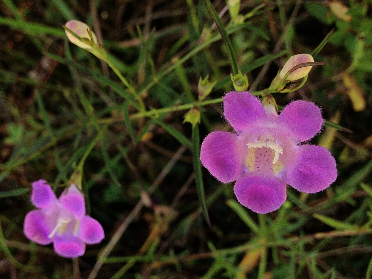 Purple false foxglove (Agalinis purpurea)