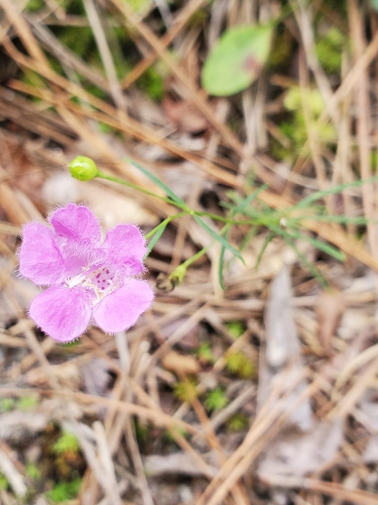 Threadleaf false foxglove (Agalinis setacea)