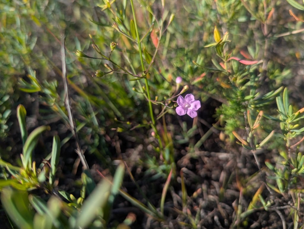Skinner's false foxglove (Agalinis skinneriana)