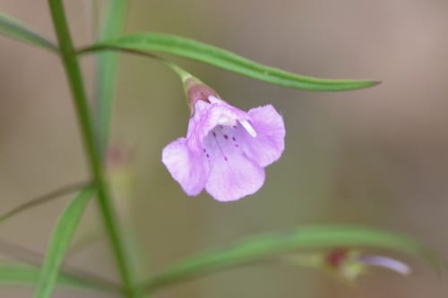 Slender gerardia (Agalinis tenuifolia var. leucanthera)