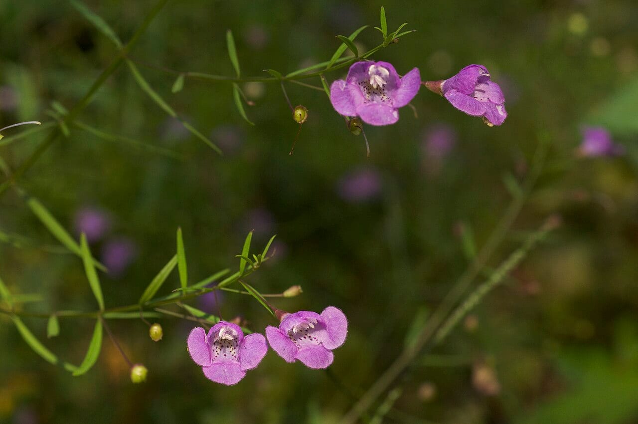 Slenderleaf false foxglove (Agalinis tenuifolia)