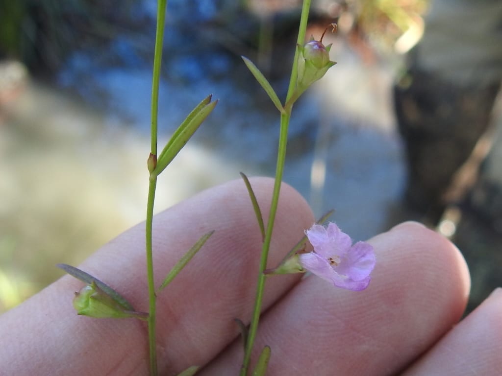 Green false foxglove (Agalinis viridis)