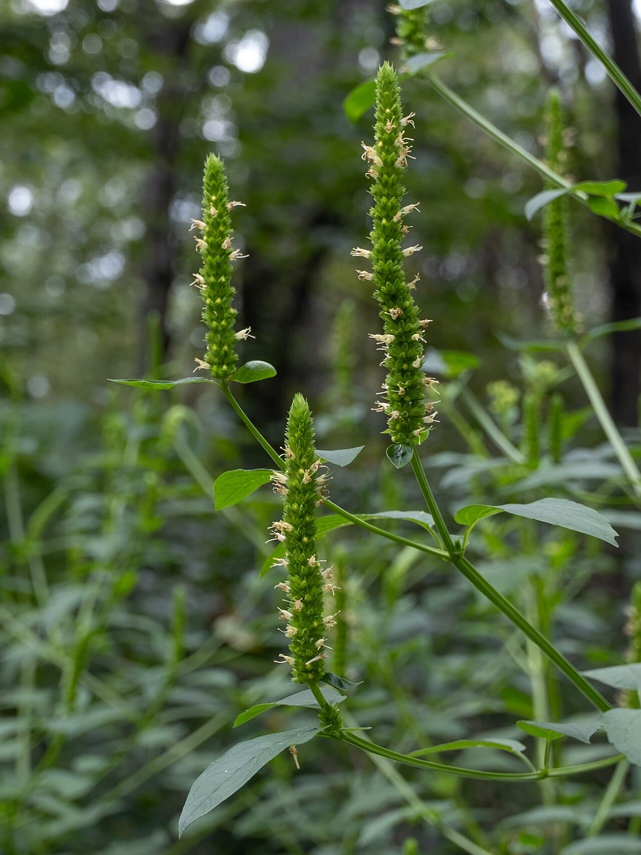 Yellow giant hyssop (Agastache nepetoides)