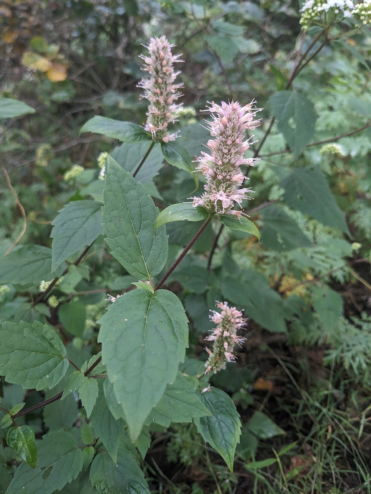 Purple giant hyssop (Agastache scrophulariifolia)