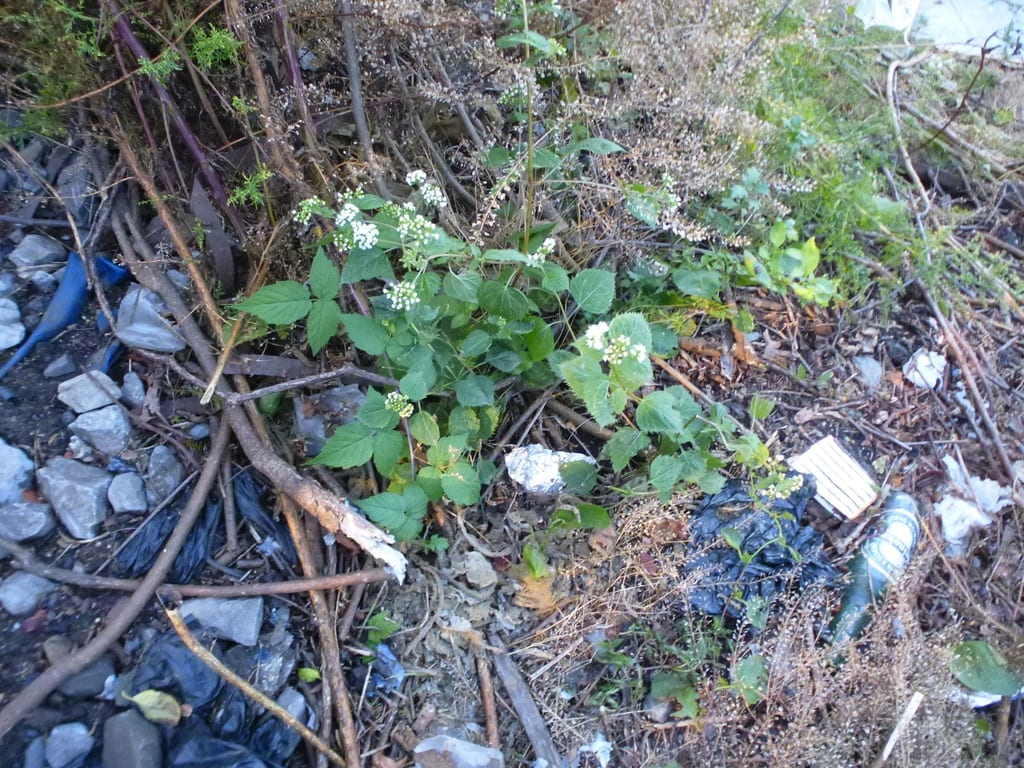 White snakeroot (Ageratina altissima var. angustata)