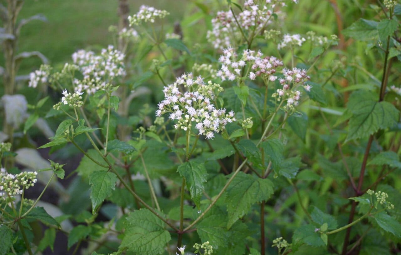 White snakeroot (Ageratina altissima)