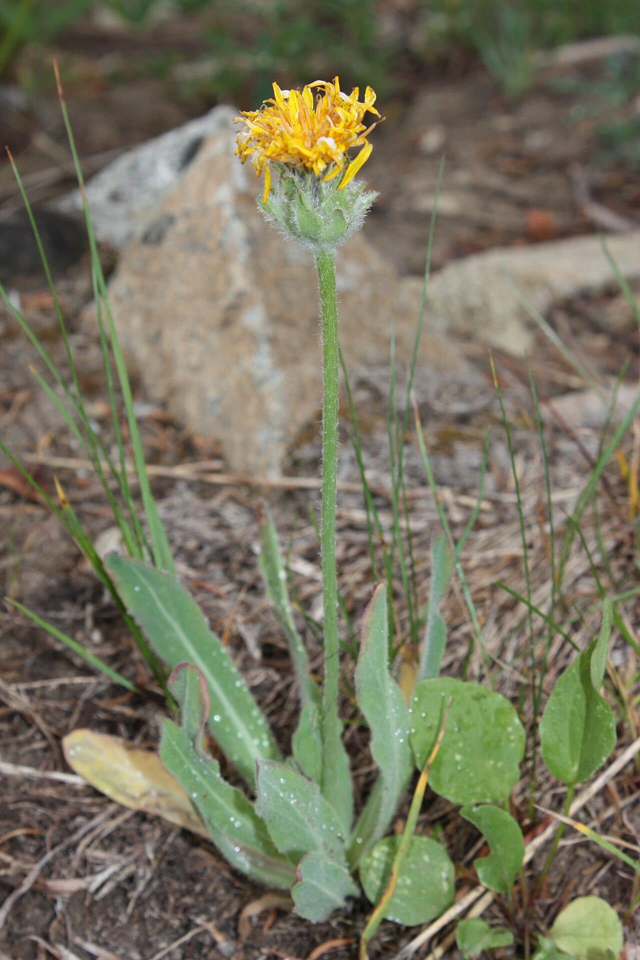 Pale agoseris (Agoseris glauca)