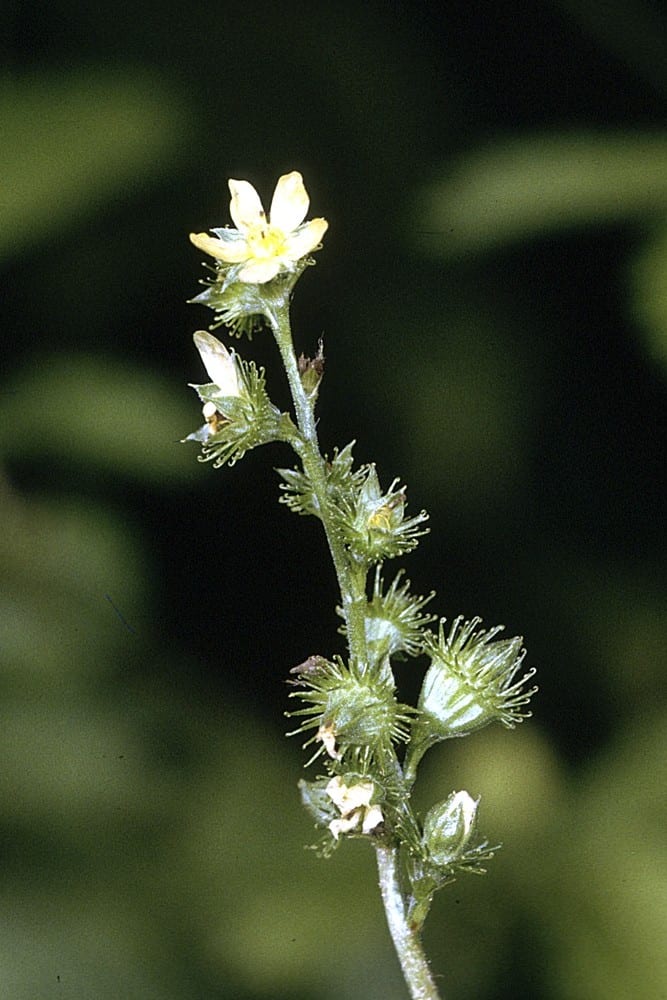 Tall hairy agrimony (Agrimonia gryposepala)